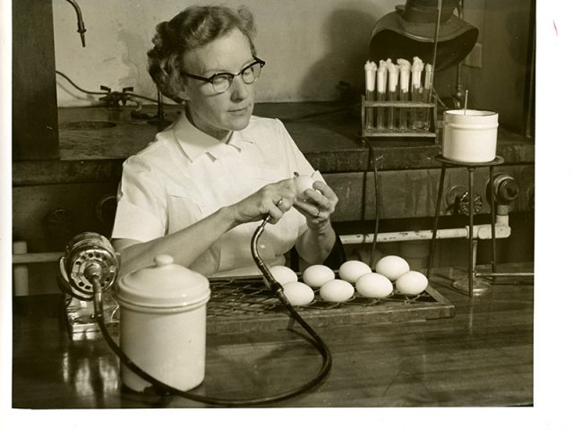 [Marguerite Snyder Drilling Holes in Eggs for Inoculation with Viruses]