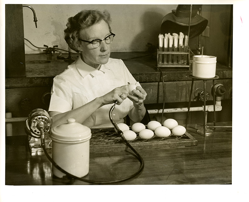 [Marguerite Snyder Drilling Holes in Eggs for Inoculation]