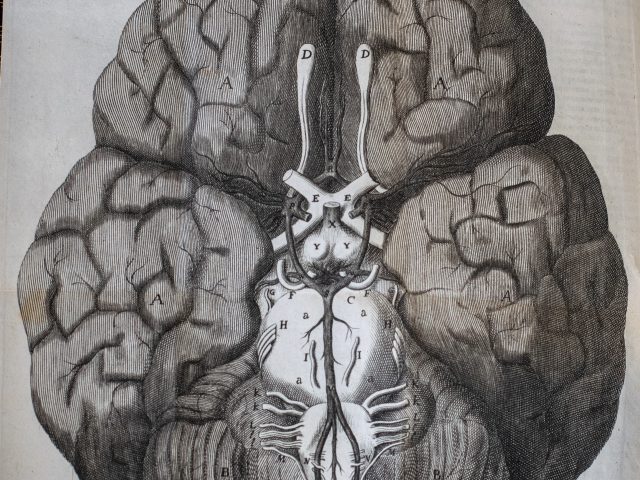Cerebri Anatome: Cui Accessit Nervorum Descriptio & Usus