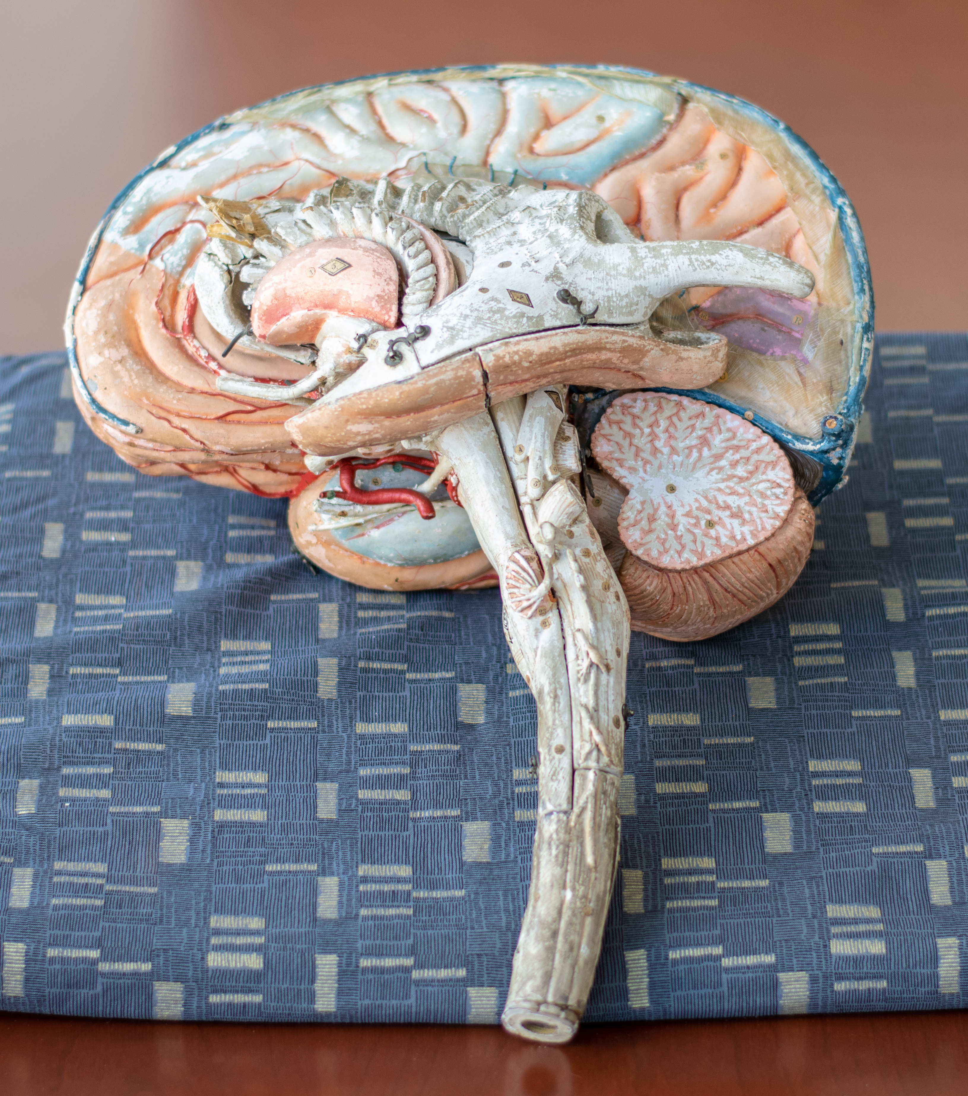 human brain 3d model papier mache